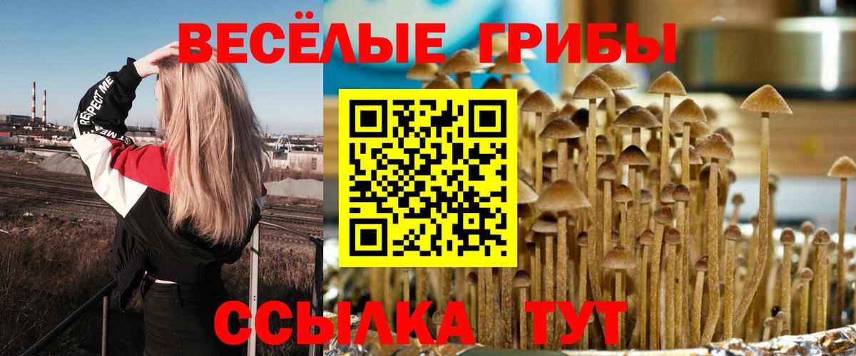 Псилоцибиновые грибы Psilocybe  Псилоцибиновые грибы прущие грибы  Печора  Вход с VPN 